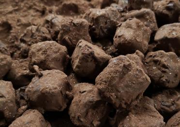 Truffes Truffes